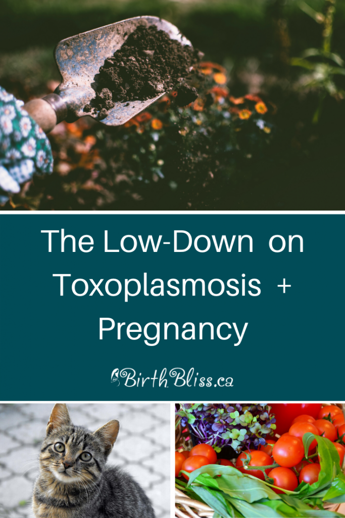 The Low Down on Toxoplasmosis Pregnancy Bump Birth Beyond Pregnancy and Postpartum Wellness Hub