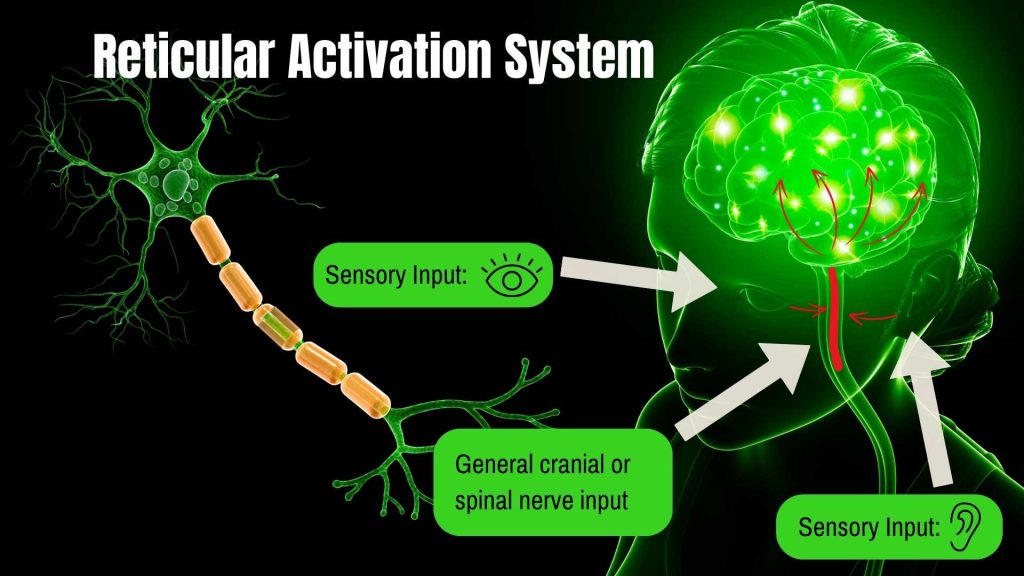 Psychological Hacks that make Labor Easier - Reticular Activation System